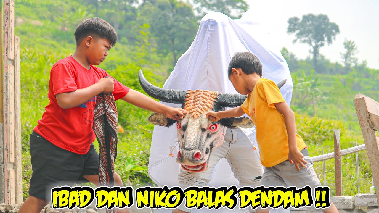 IBAD DAN NIKO BALAS DENDAM ‼️😮🐂