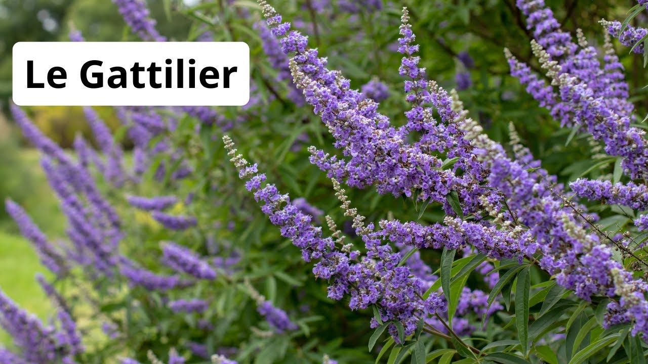 Le gattilier, un arbuste mellifère incontournable en été.