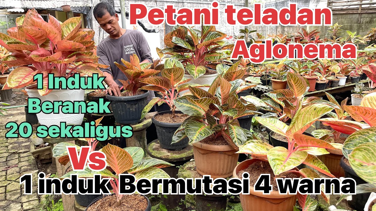 Budidaya ala pak gombloh.. asik dan hasilnya menajutkan