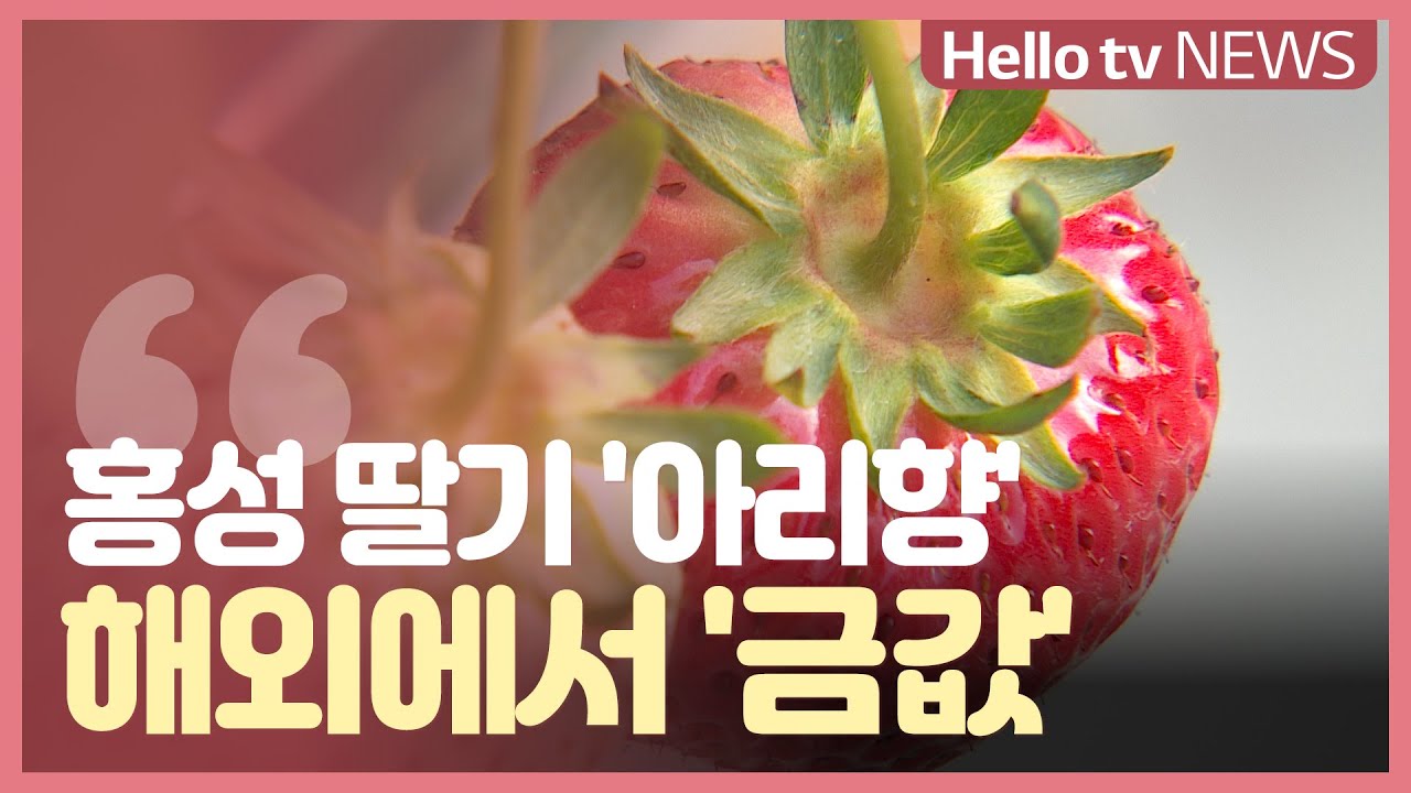 주먹만한 홍성 딸기 &prime;아리향&prime;...해외에서 &prime;금값&prime;