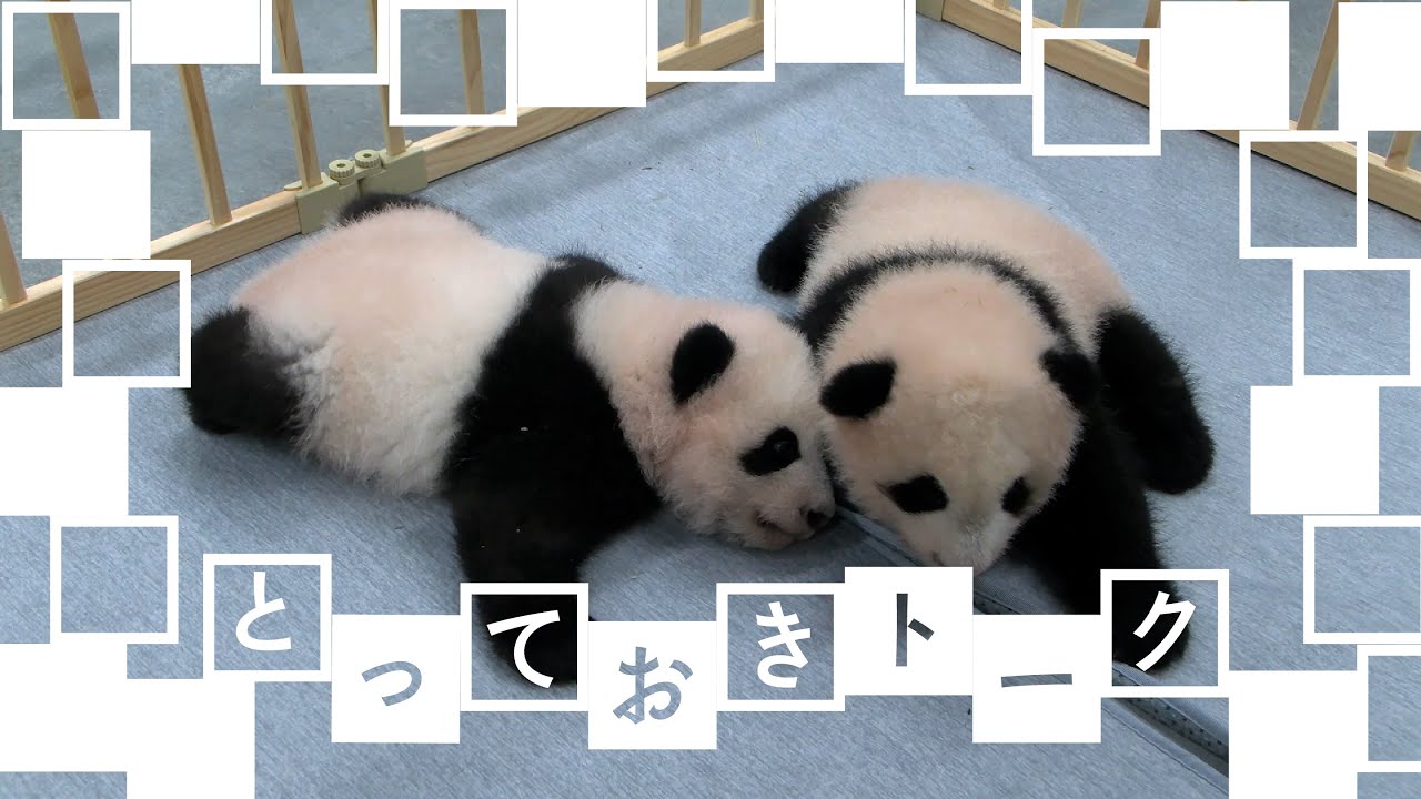 とっておきトーク：上野のジャイアントパンダ
