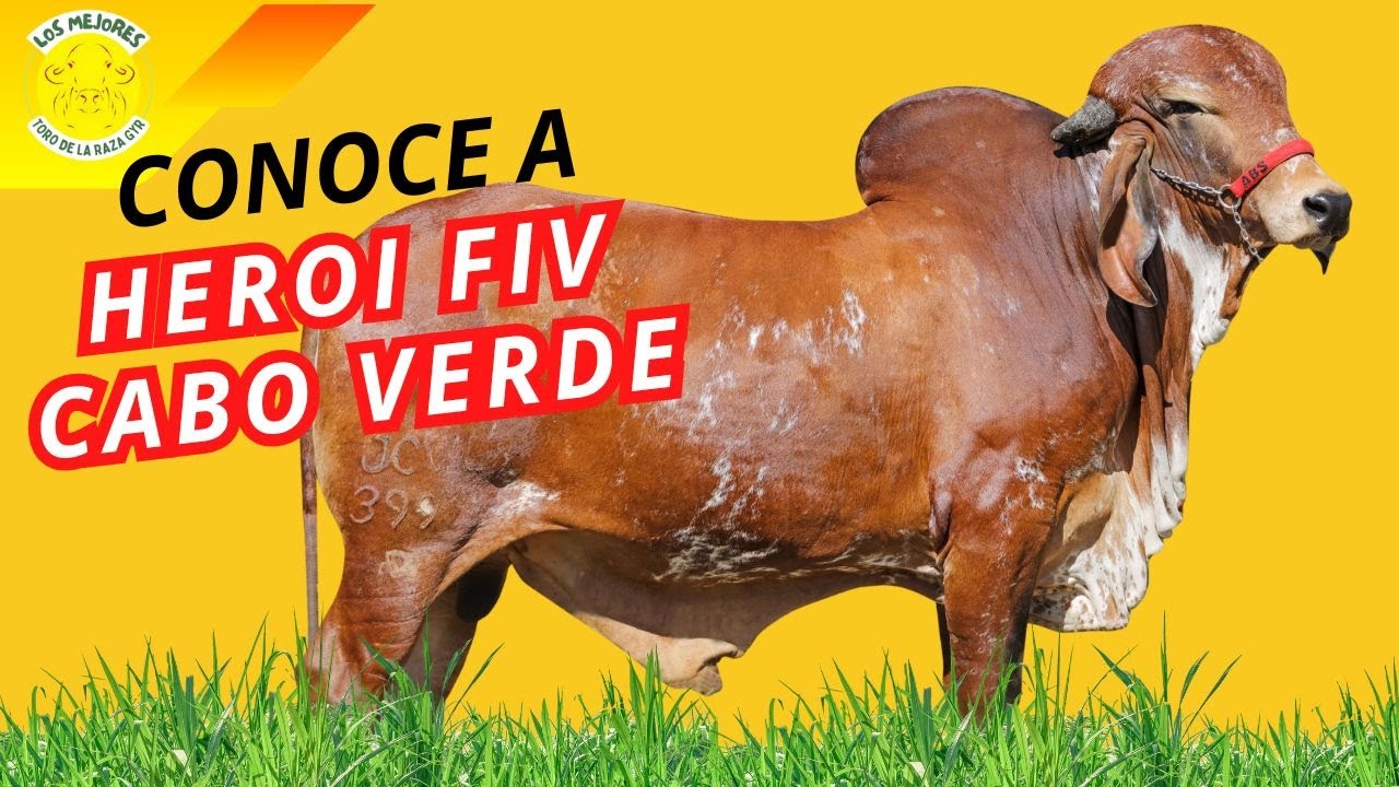 HEROI FIV CABO VERDE: un toro con historia, genética y un futuro brillante.