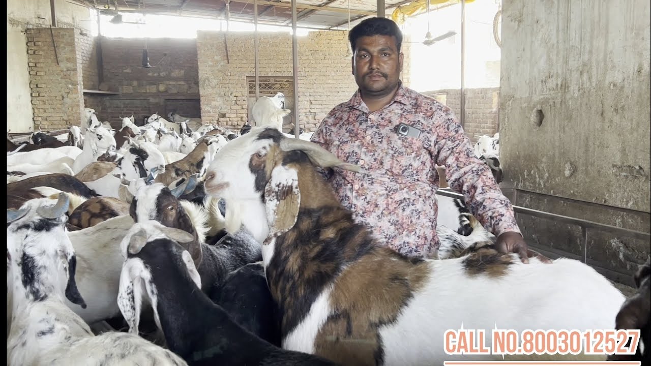 Biggest goat market mangrol bakra mandi live updet 28 February 2024 with ustad Salim bhai