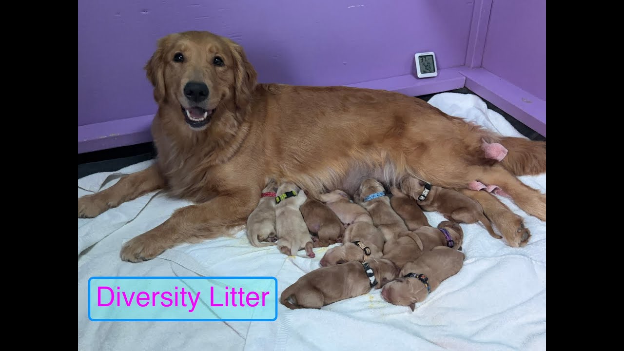 These 11 Golden Retriever Puppies Just Arrived and They're Adorable