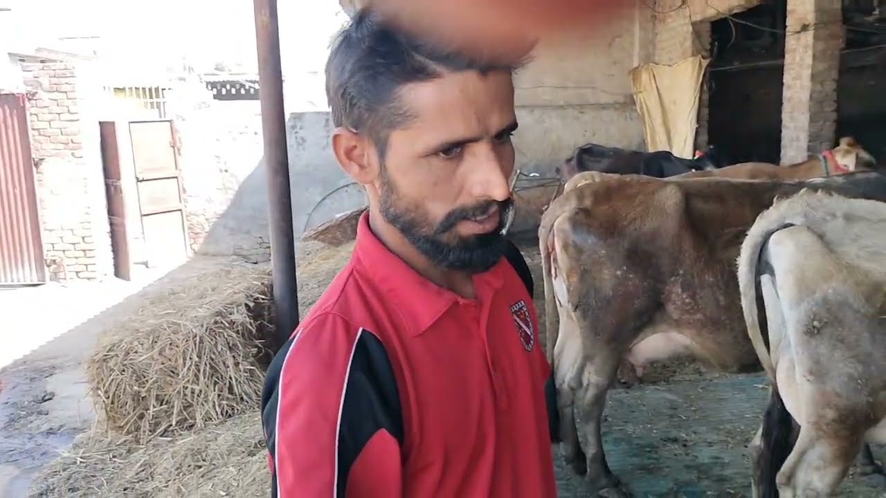 ਮਗਰ ਵੱਛੀ 💥 2 ਤਾਜੀਆਂ ਸੂਈਆਂ ਤੇ 2 ਗੱਭਣ ਤਿਆਰ ਗਾਵਾਂ ਵਿਕਾਊ❤️Beautiful Four Cows For Sale 