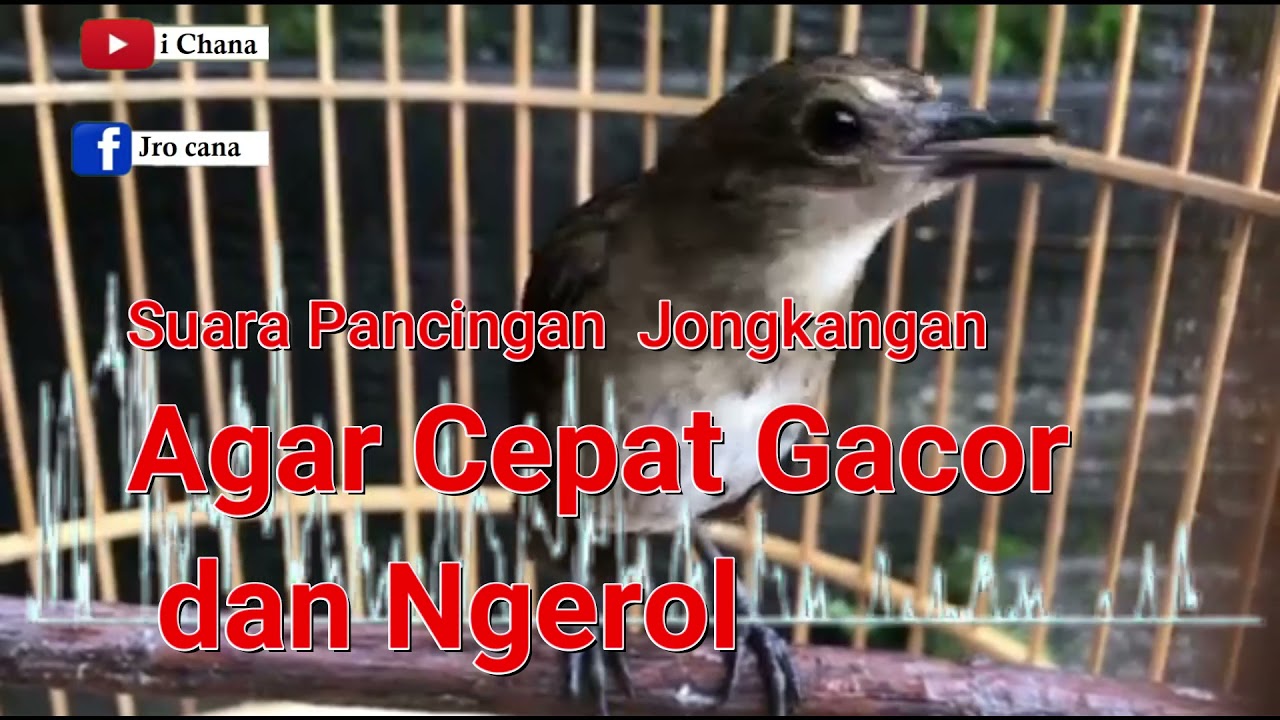 Pancingan paling ampuh buat jongkangan bahan biar mau joged-joged