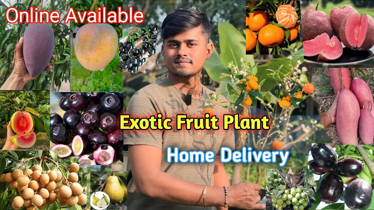 Exotic Fruit Plants 🥭 All india Home delivery || The Plant Hub 