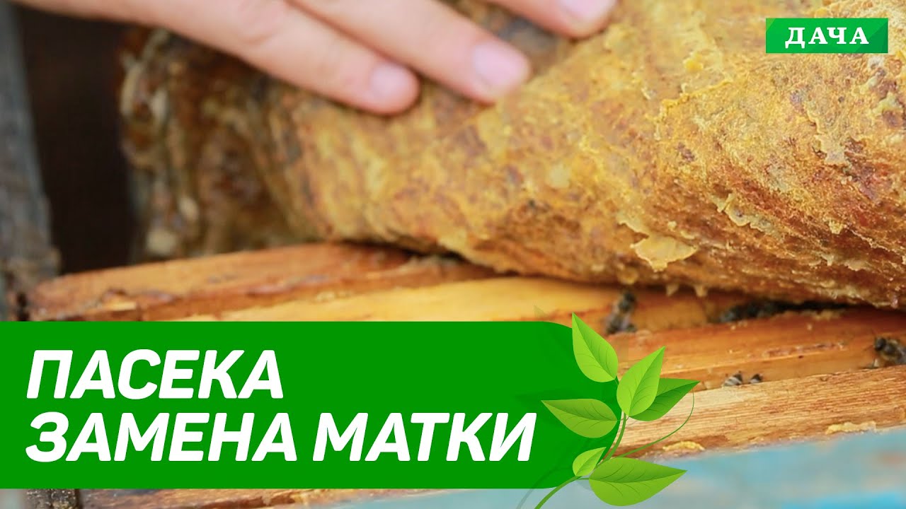 Как заменить старую пчелиную матку. Почему бывают плохие пчелиные матки.