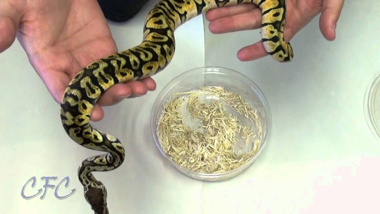 Ball Python Unboxing #9