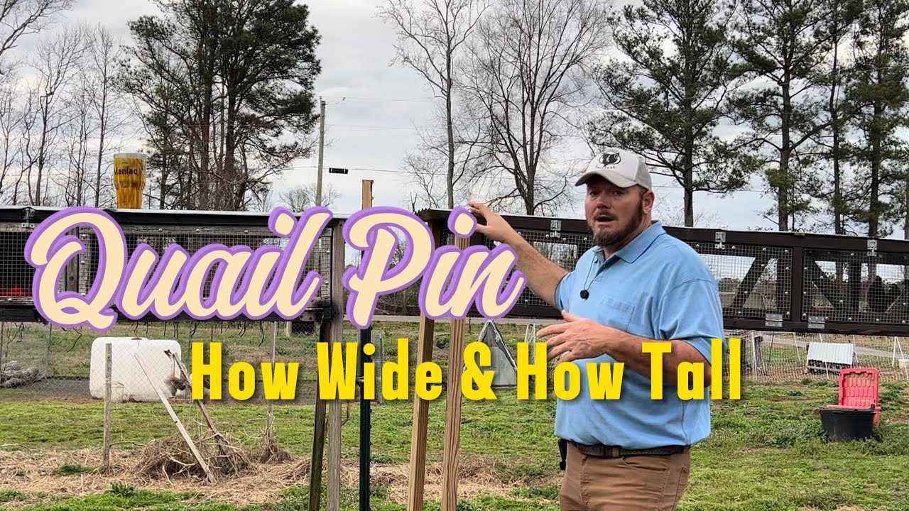 Make Your Quail More Accessible. #quail #homestead