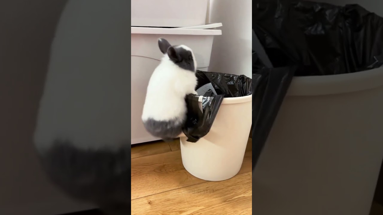 So Cute Adorable crazy Rabbits #amazing #rabbit #bunny #pets #animals #cutebunny #shorts