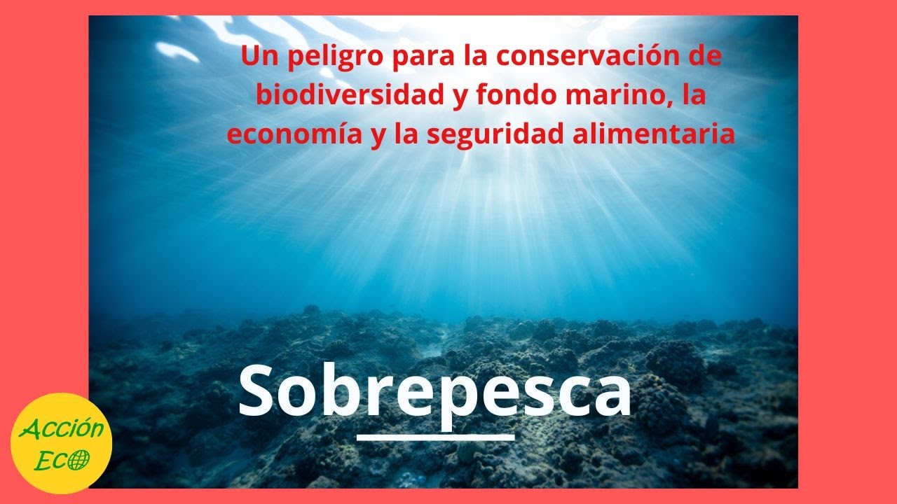 El impacto de la sobrepesca en los ecosistemas marinos