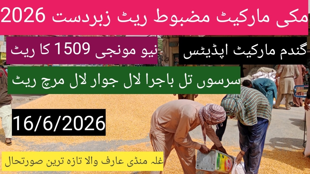 Makki munji ka rate today 2026| Ghalla Mandi Arifwala Punjab