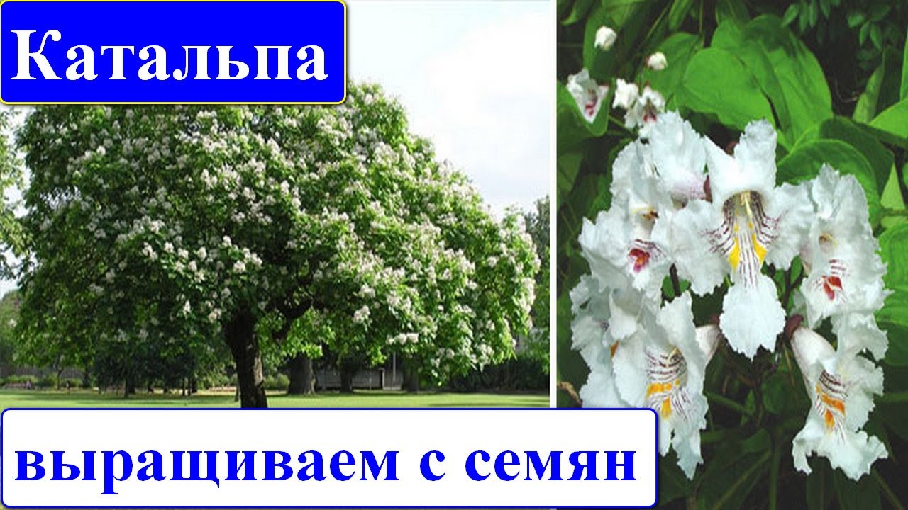 КАТАЛЬПА Catalpa / ВЫРАЩИВАНИЕ С СЕМЯН / ПЧЕЛОВОДСТВО