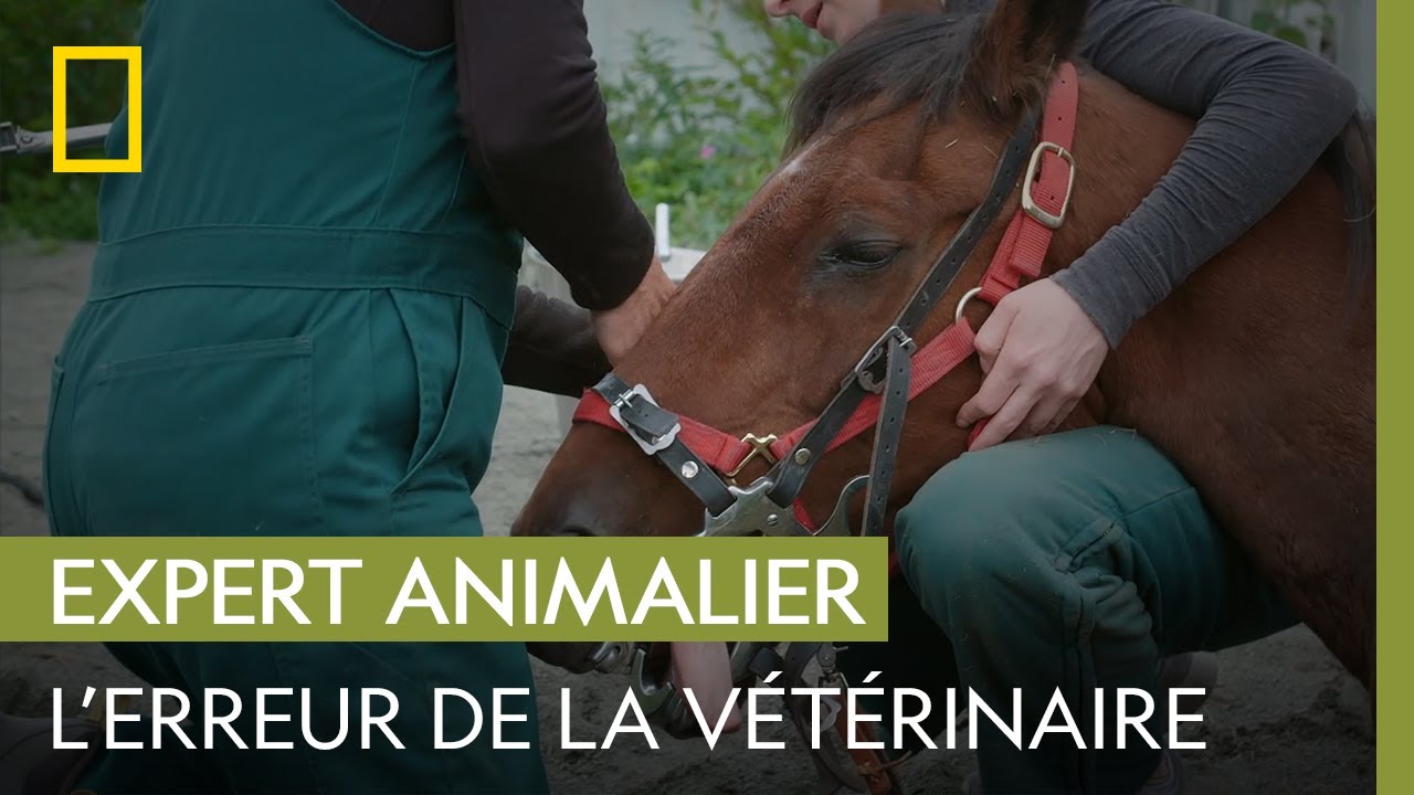 Le limage des dents de ce cheval est plus compliqué que prévu