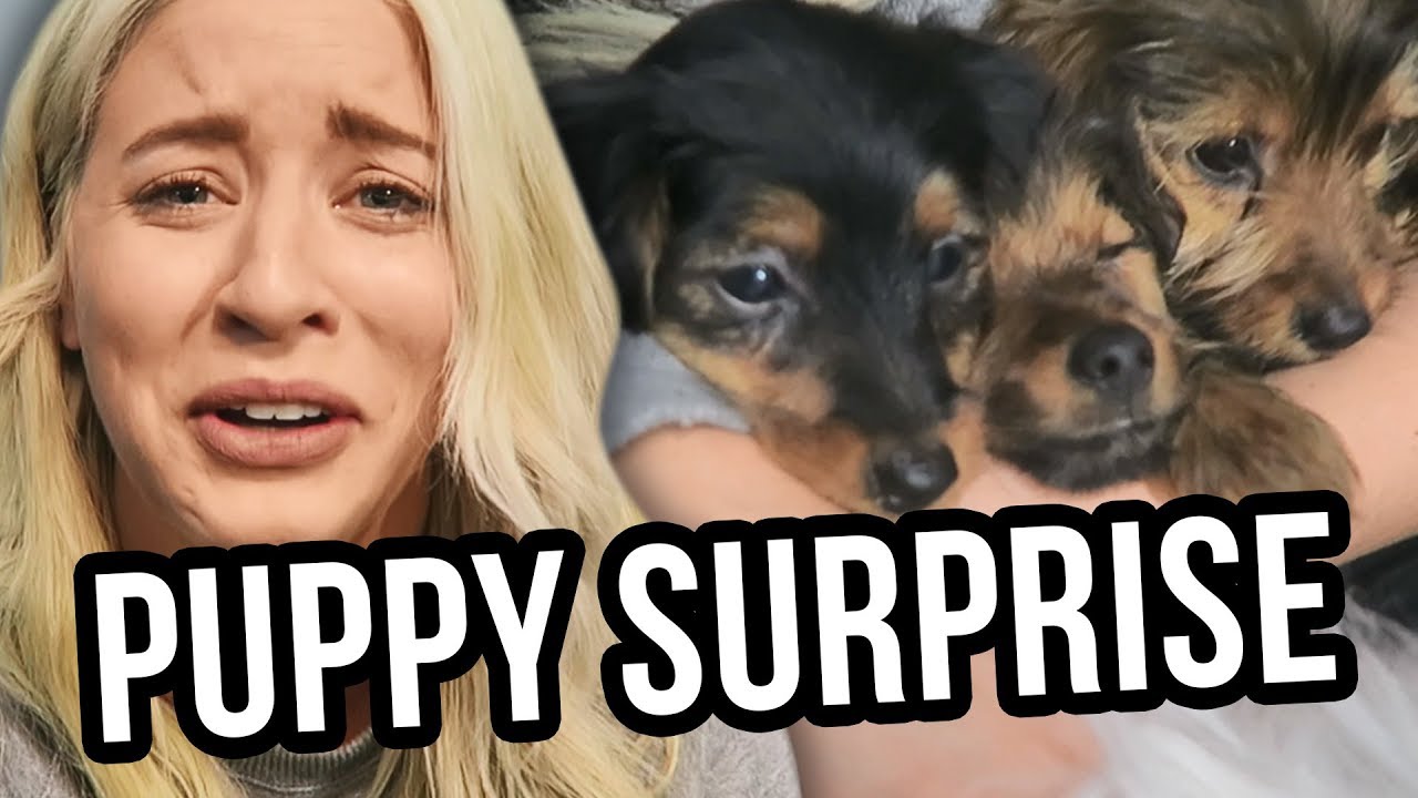 Lily & Erin's Birthday Dinner & PUPPY PARTY!!! (Lunchy Break)