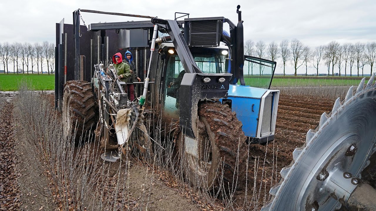 SAW! | Rootstocks harvest with unique trike harvesters | Netherlands 2020