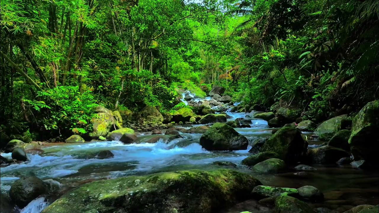 Magical Forest Ambience – Flowing Water & Soothing Birdsong for Deep Relaxation ASMR