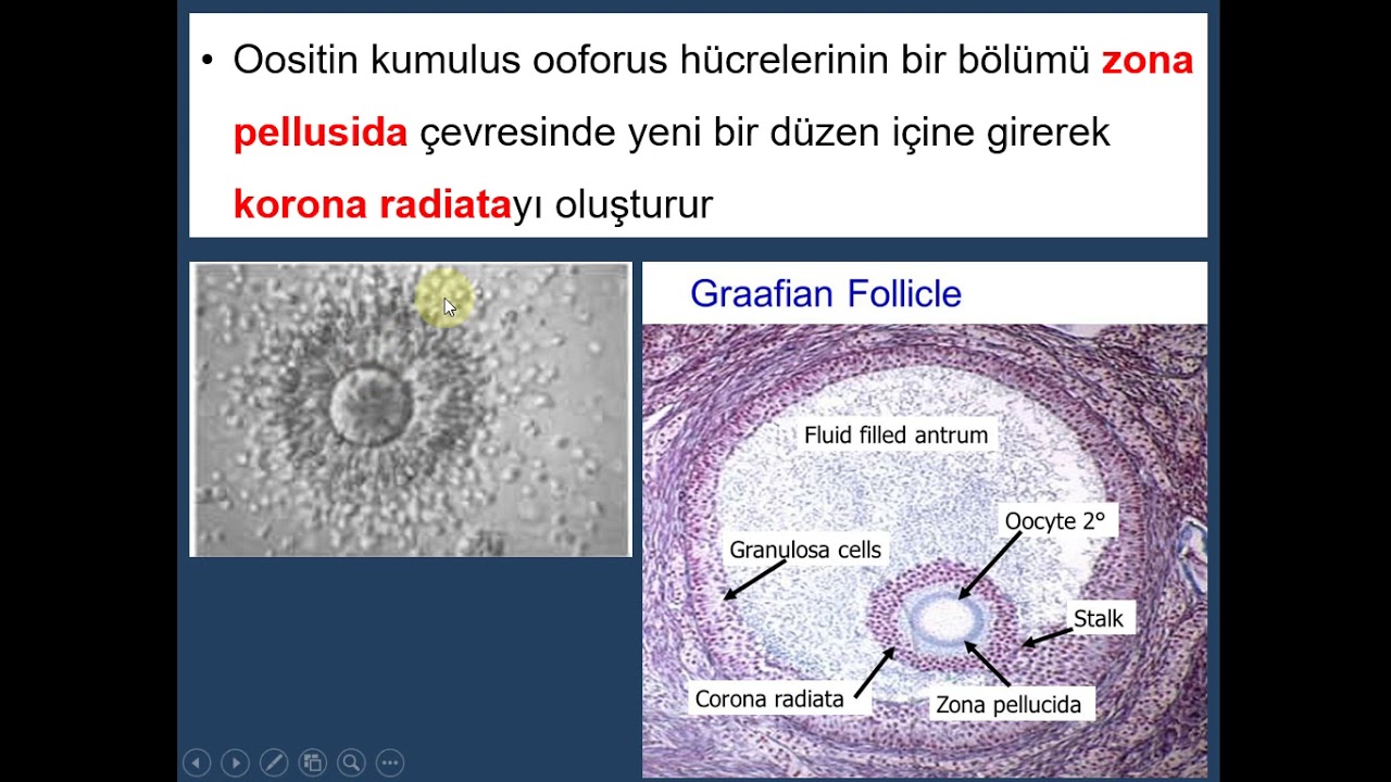 Embriyoloji - İnsan Gelişiminin 1. Haftası