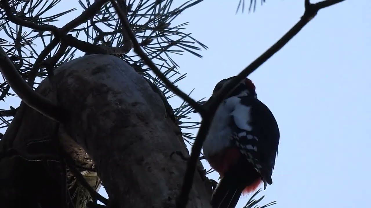 Specht aan het werk hoog in de boom