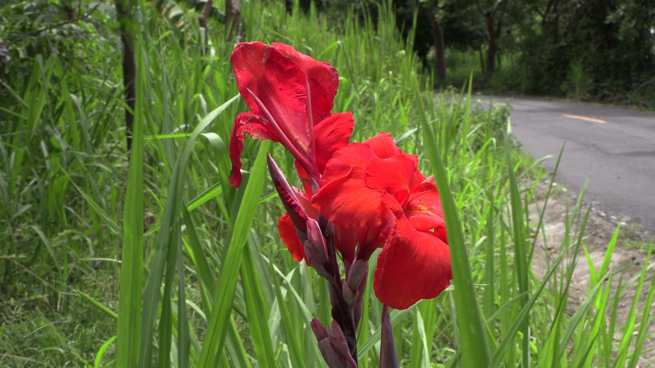 Tropical red flower Canna lily cannaceae at the edge of a road in the middle of tall green grass  4k