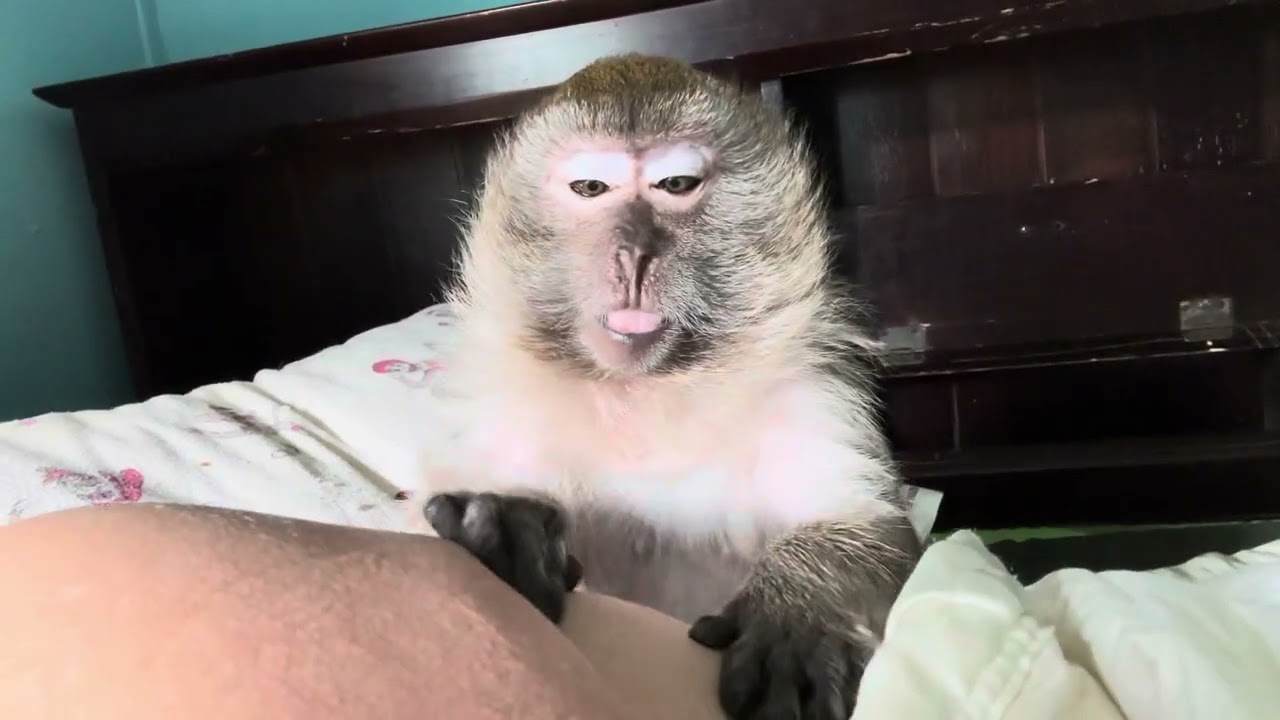 Head Neck and Back ASMR Monkey Abby Louise