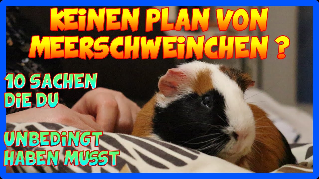 🐹 10 wichtige Punkte f&uuml;r den Meerschweinchen Start 🐹