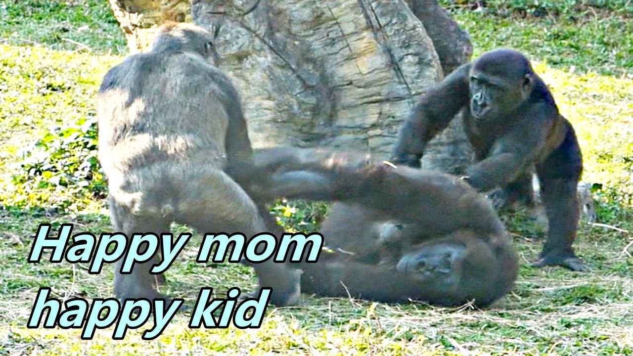 Gorilla Iriki can be playful with kids 😊/ Iriki跟小孩們也能玩得很開心😊