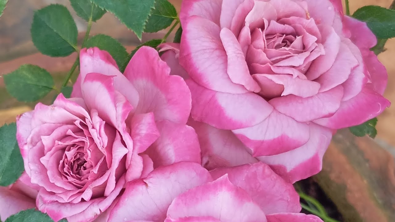 வாங்க எங்க வீட்டு ரோஸ் கார்டன் பார்க்கலாம் 🥰🤩❤️😀