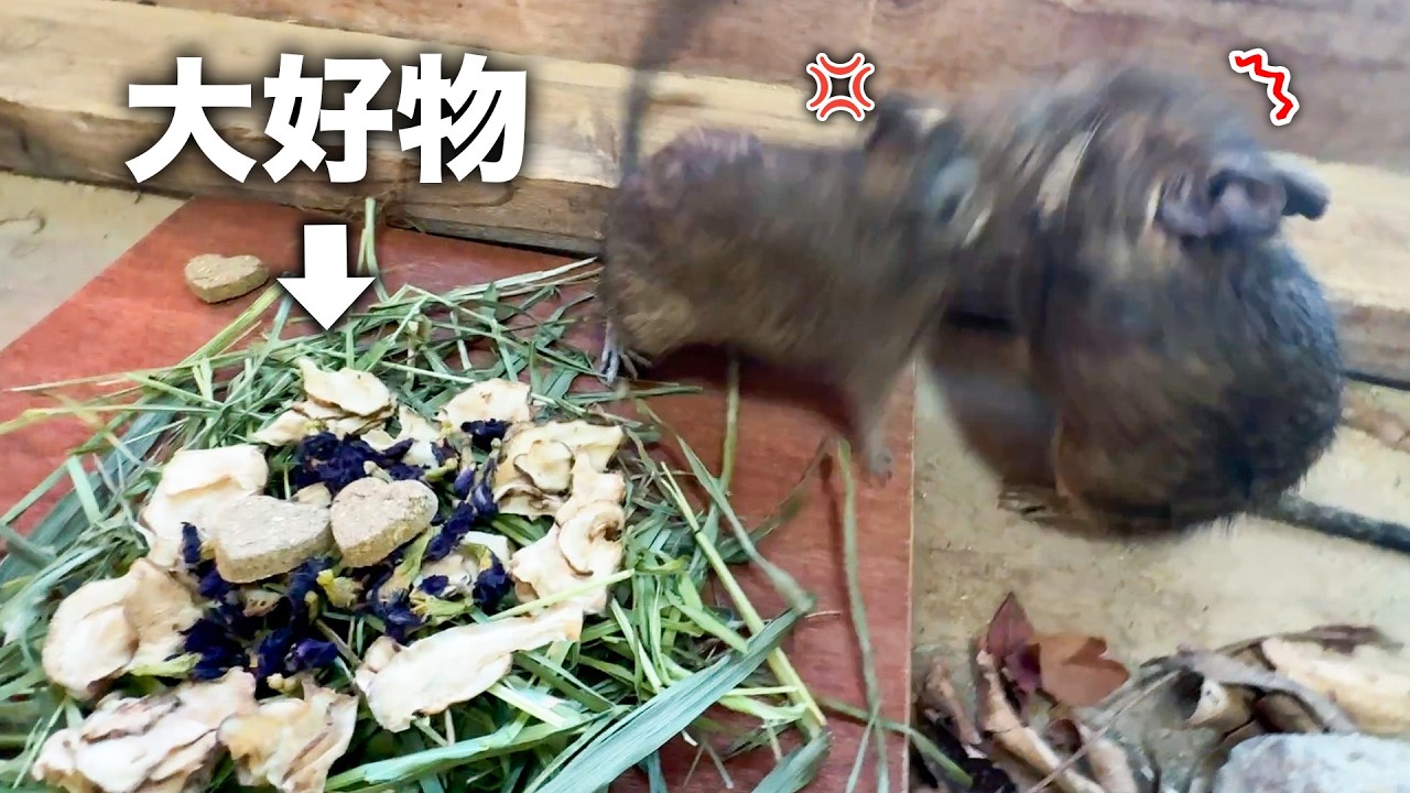 いただいたおやつが美味しすぎて、デグーたちで喧嘩勃発！？PAWの動物たち大喜びの様子🐹