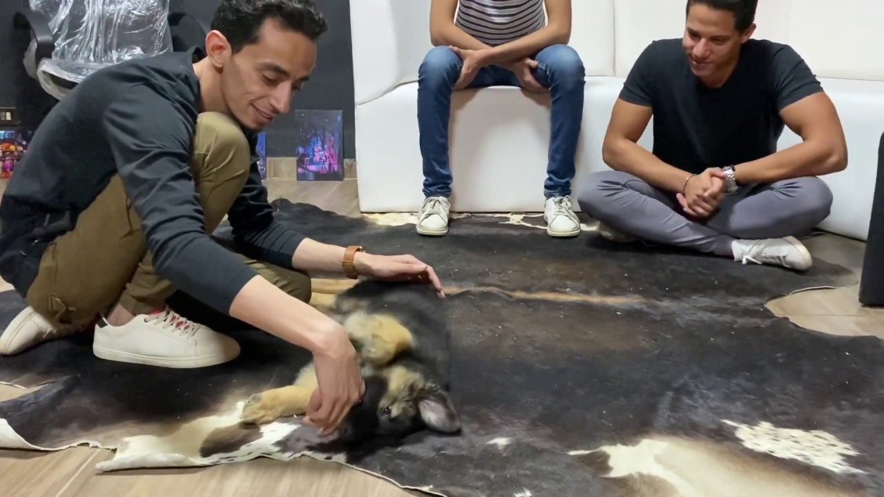 (حلقة تعليمية فيها لعب ! جرو جيرمن ( كوڤو | Mahmoud And Kovu محمود و كوڤو