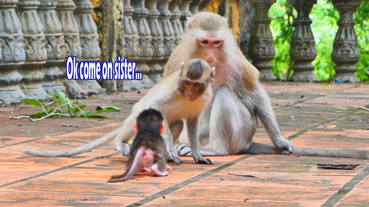 OMG...Baby monkey Tessa is lucky that not only is her mom Teva a teacher but also her sister Tesla.