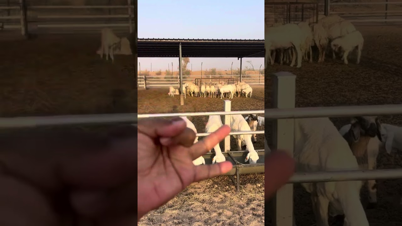 الحلقة (188) خطوات رفع المتاومة في الحلال