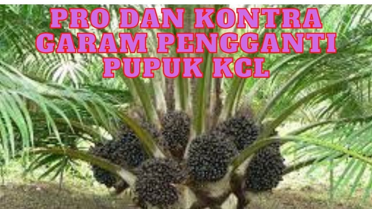 PRO KONTRA GARAM PENGGANTI PUPUK  KCL