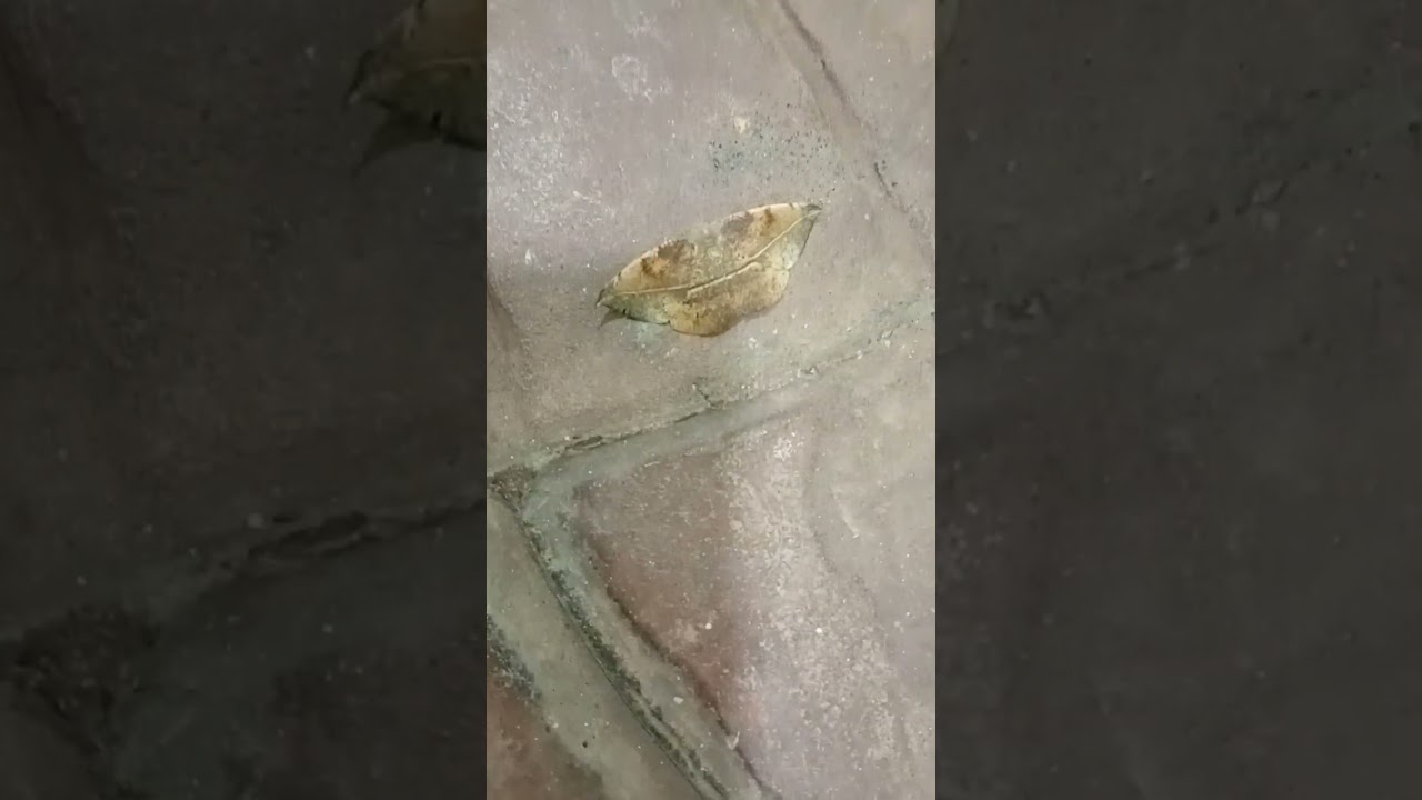 Mariposa Oxydia vesulia nocturna resultado de metamorfosis de gusano medidor del cultivo de aguacate