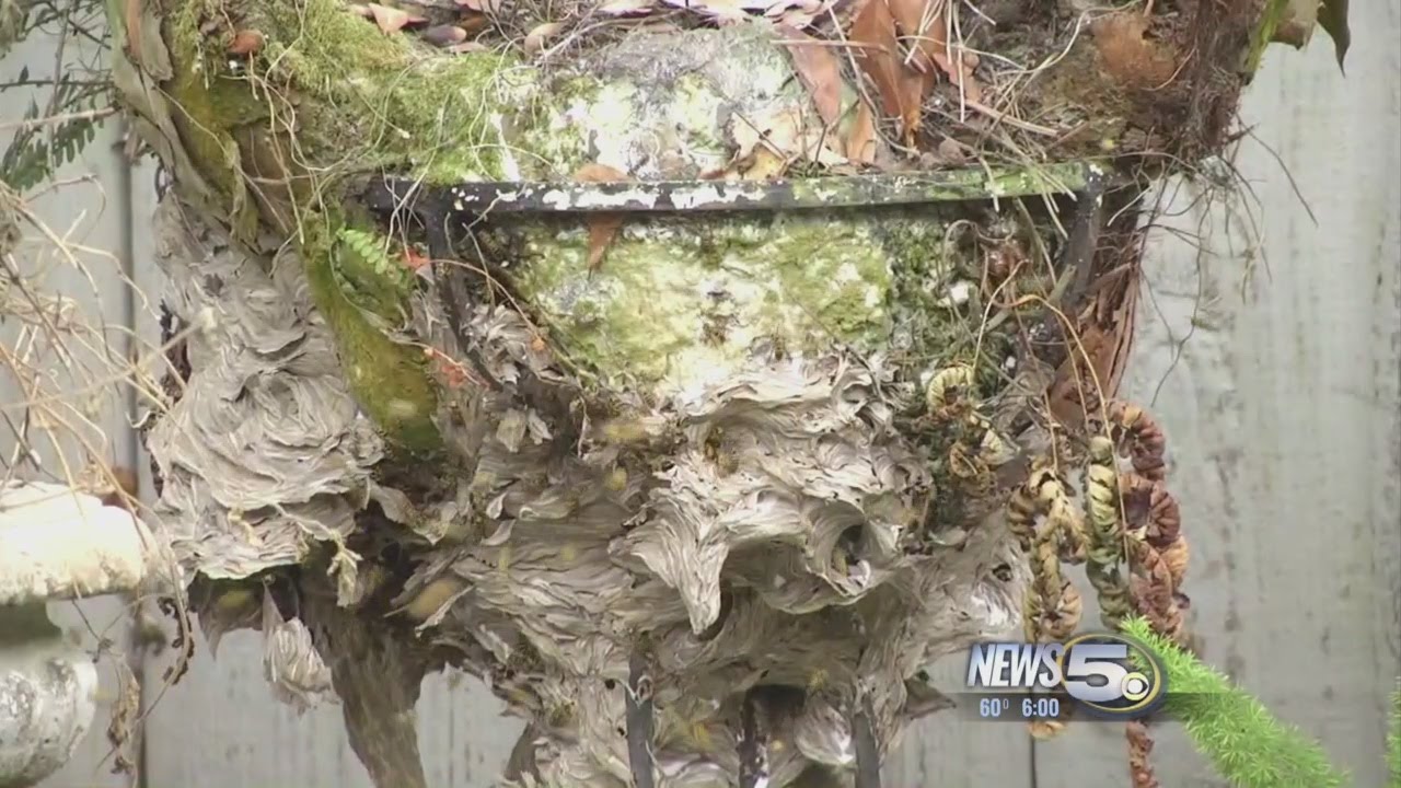 Yellow Jackets Attack an Elderly Woman