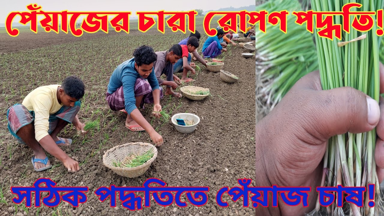 পেঁয়াজের চারা রোপণ পদ্ধতি | Method of planting onion seedlings | হালি পেঁয়াজ চাষ