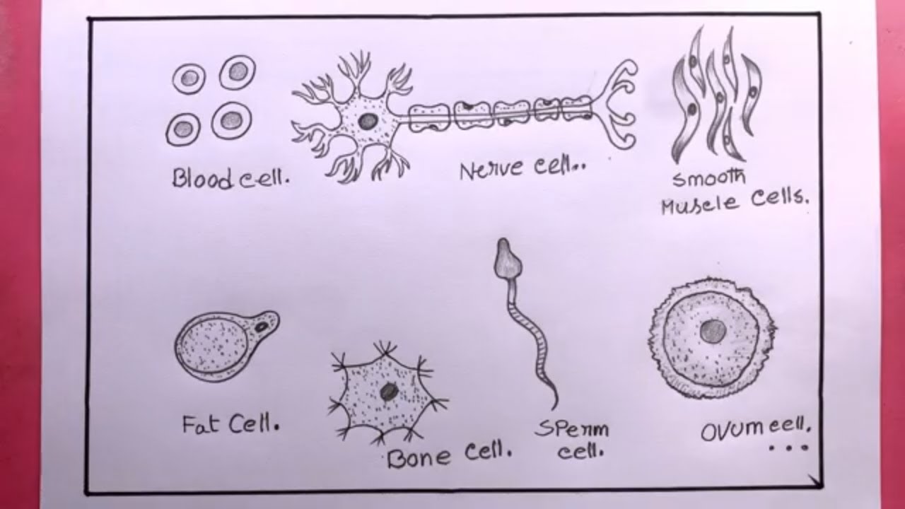 How To Draw Various Cells From Human Body/Drawing Various Cells From Human Body