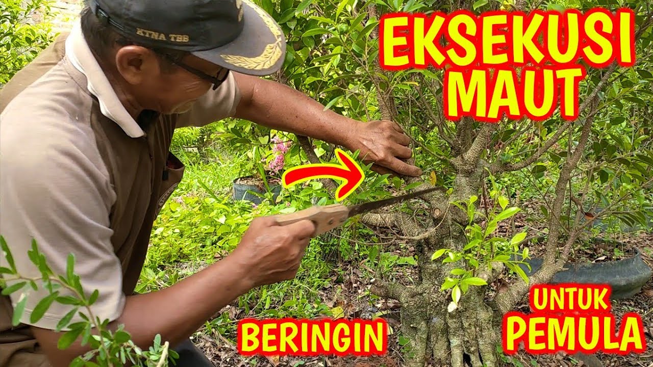 Eksekusi Maut Bakalan Bonsai Beringin Untuk Pemula