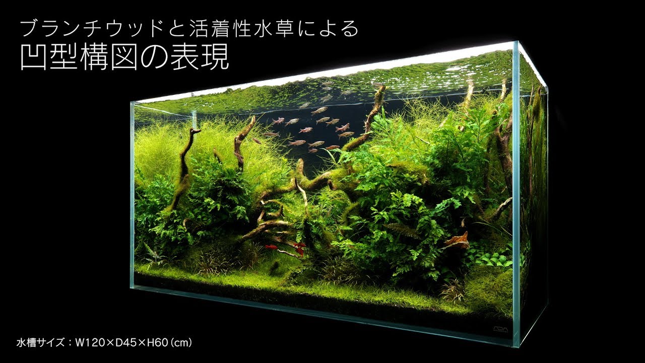 [ADAview] 120cm水槽レイアウト 流木と活着性水草の凹型構図