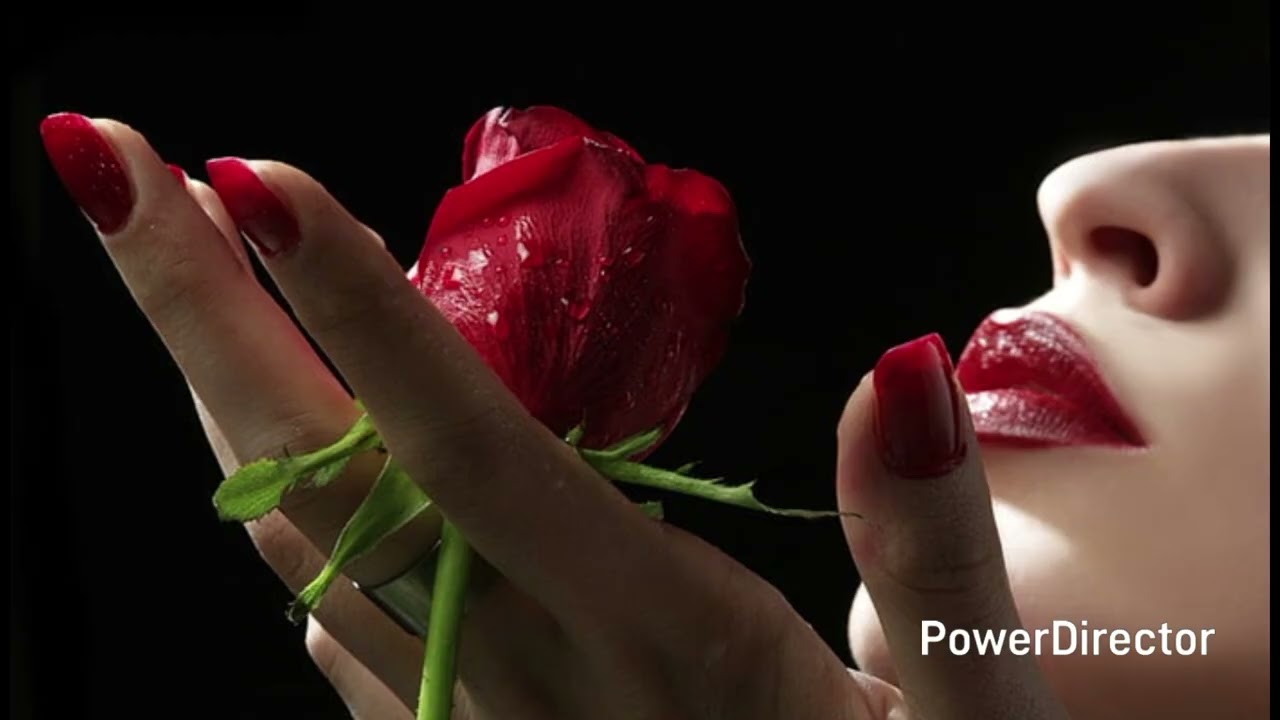 Das Lied Der Rosen