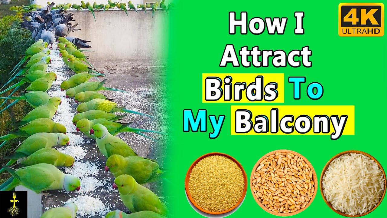 How i attract birds to my balcony |#birdwoman #parrot #birds