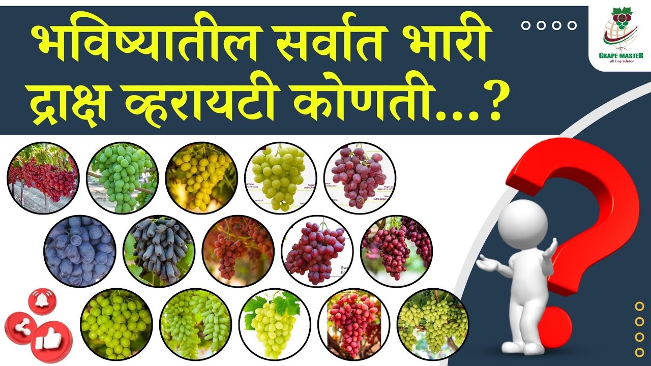 #भविष्यातील सर्वात भारी #द्राक्ष #व्हरायटी कोणती...? Grape Master #agrisolution #CropSolutions