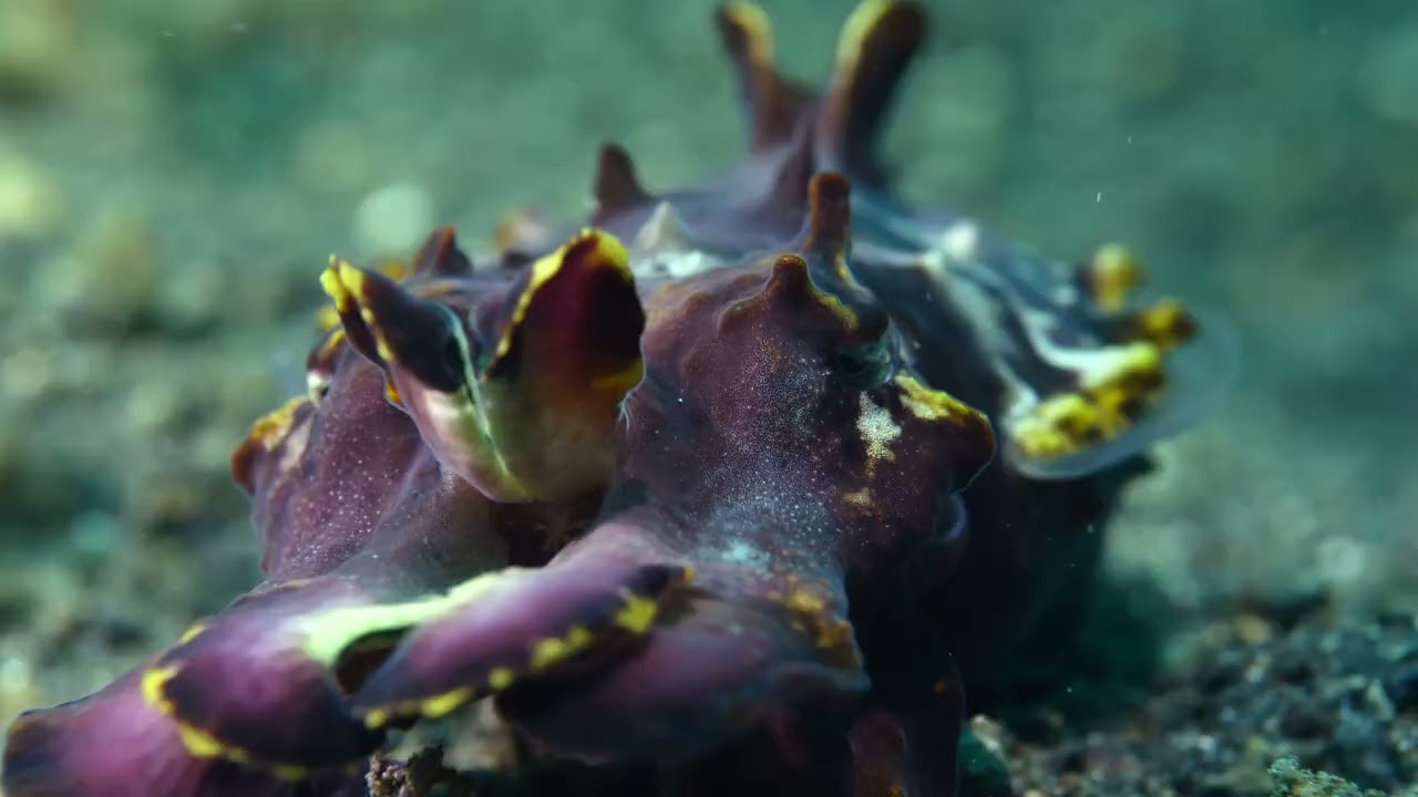 SOLITUDE Lembeh Resort