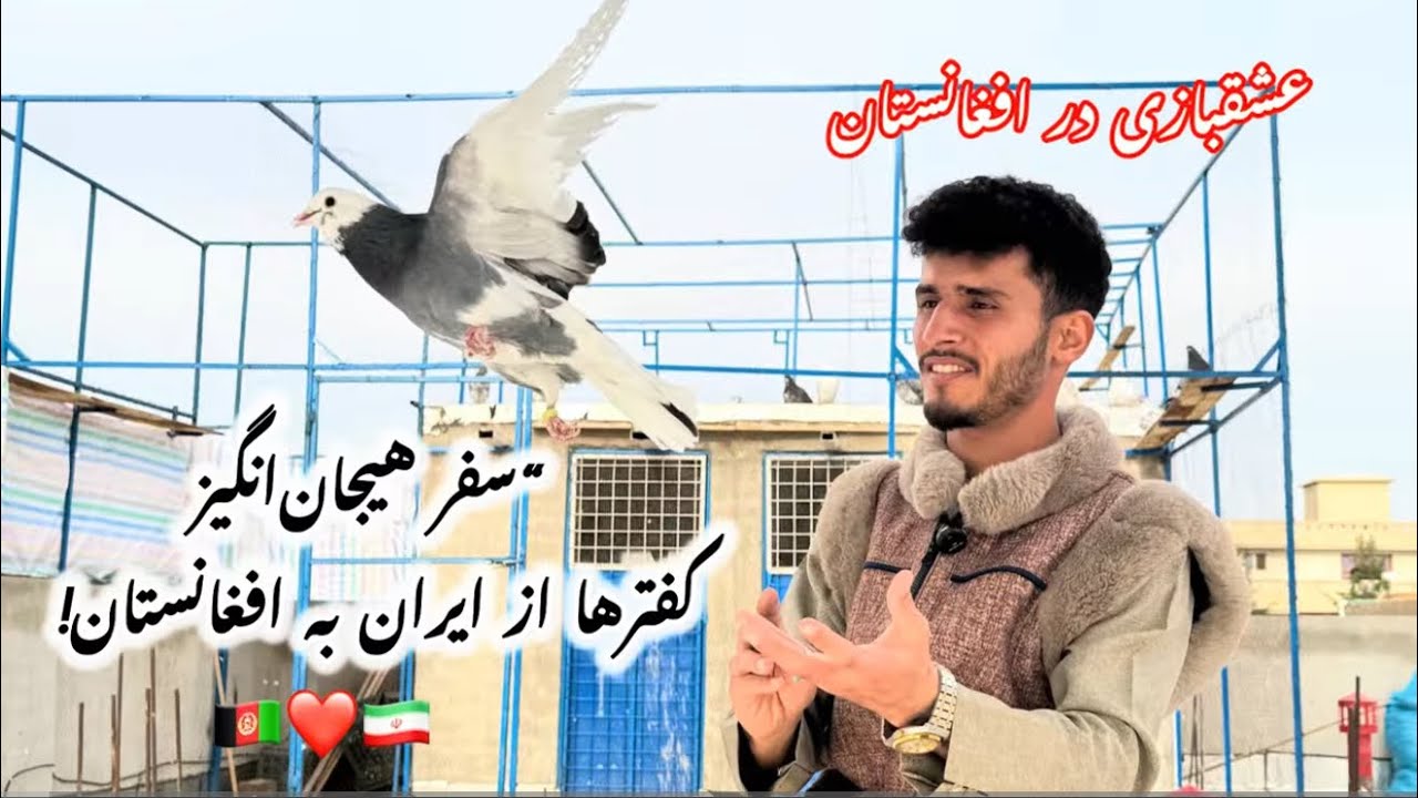 من و کفترام 🕊️بدون فیلتر، بدون نقشفقط عشق، فقط زندگی #کبوتر_بلندپرواز  #خودمونی 
