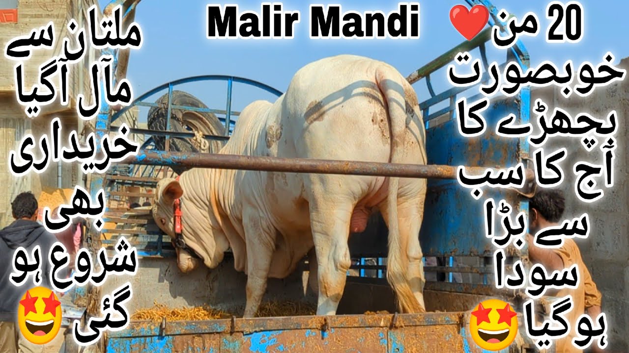 Malir Mandi Karachi Cattle Latest Rates Update 21 January 2025 | Cow Mandi 2025