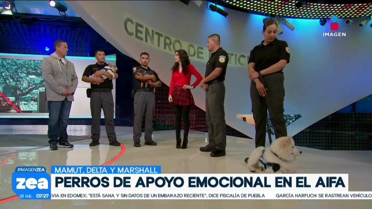 Conoce a los perritos de apoyo emocional que se encuentran en el AIFA | Francisco Zea