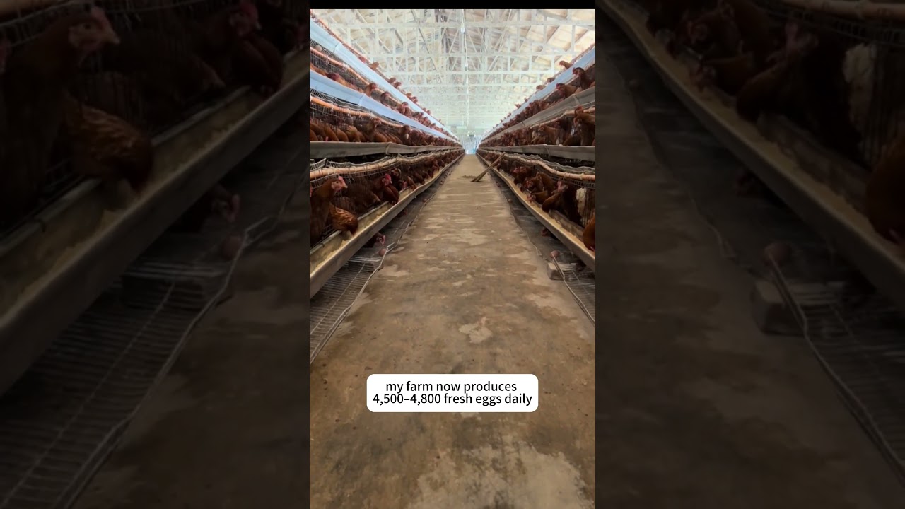 5,000 Layers Poultry Chicken Farm for Egg Production with A-type Layer Cages|4,500-4800 Eggs Per Day