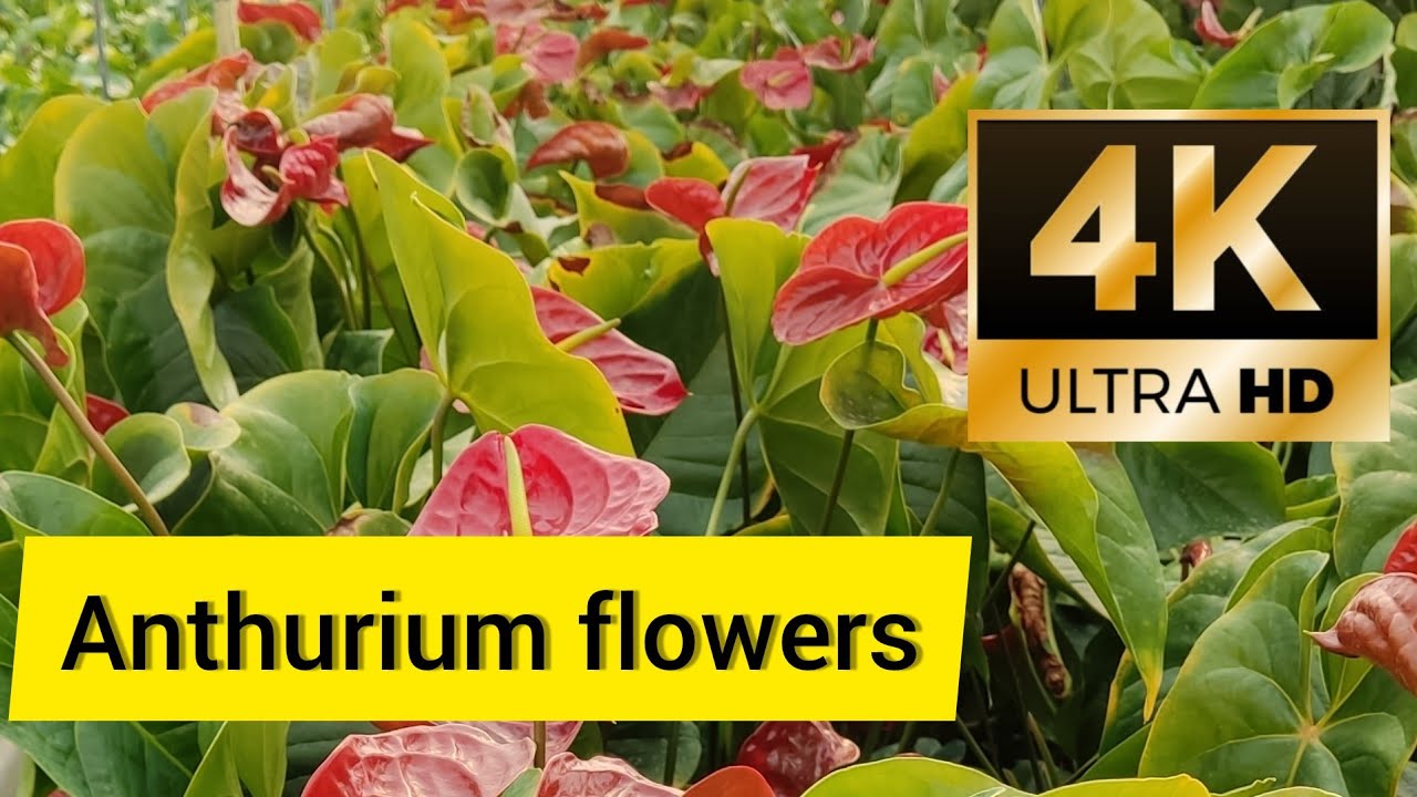 anthurium flowers in different colors and varieties