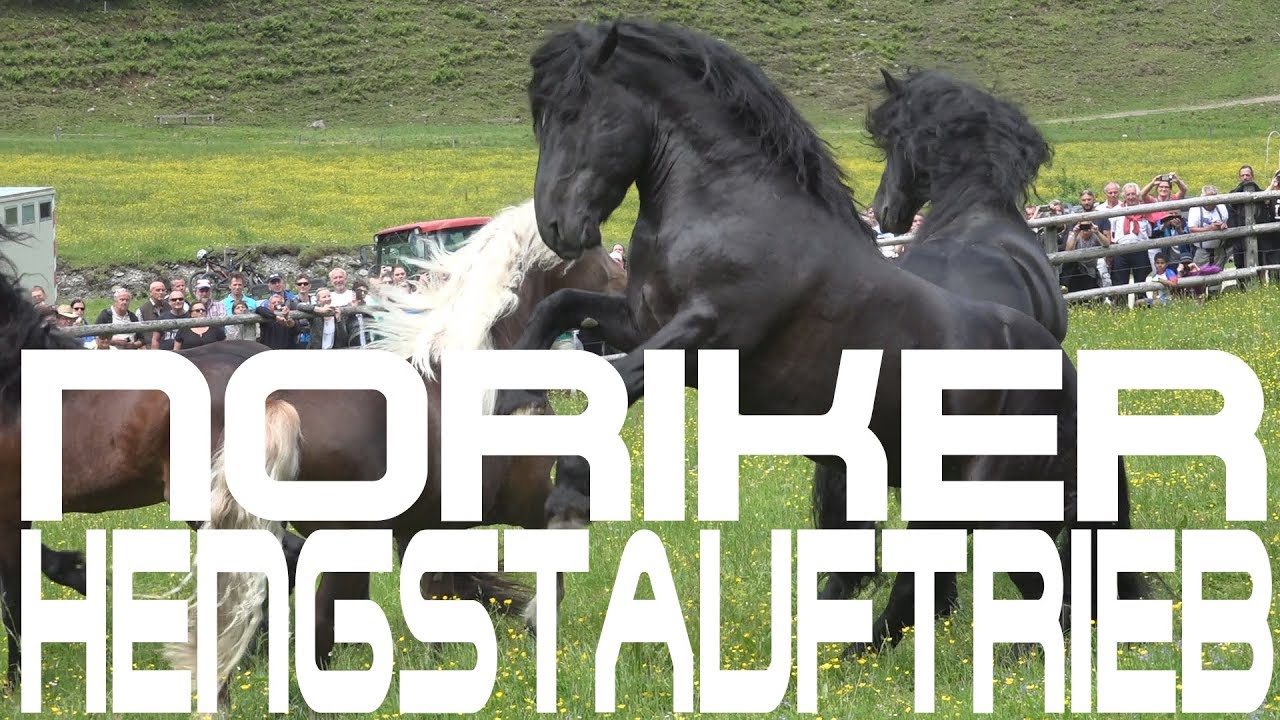 Noriker Hengstauftrieb 2017 Kirchberg in Tirol/Aschau